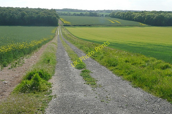Photo 6"x4" Towards Cobley Wood Steventon\/SU5447 c2011