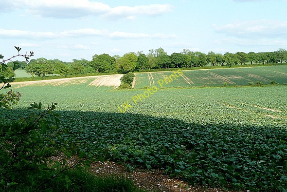 Photo 6"x4" Fields near Steventon Warren Farm Steventon\/SU5447 c2011