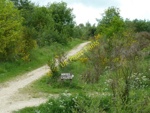 Photo 6"x4" Tracks in the Williamthorpe Ponds nature reserve Owlcotes c2011