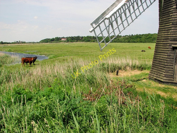 Photo 6"x4" Cattle pasture by Herringfleet Smock drainage mill, Somerleyton Herringfleet c2011