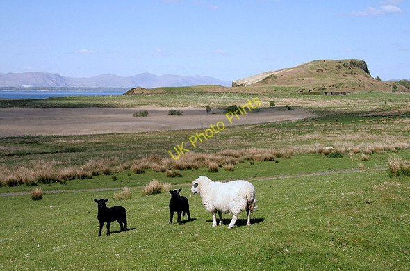Photo 6"x4" Farmland at Ardentrive on Kerrera Pulpit Hill\/NM8529 c2011
