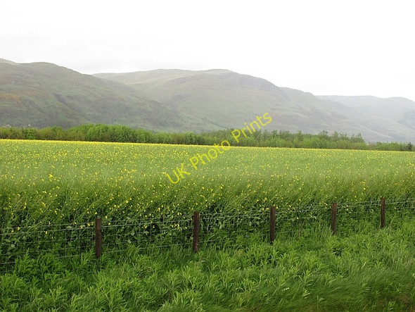 Photo 6"x4" Oilseed rape, East Gogar Menstrie c2011