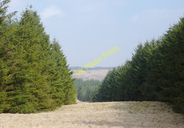 Photo 6"x4" Forestry firebreak north-west of Soar-y-Mynydd, Ceredigion Gouallt c2011