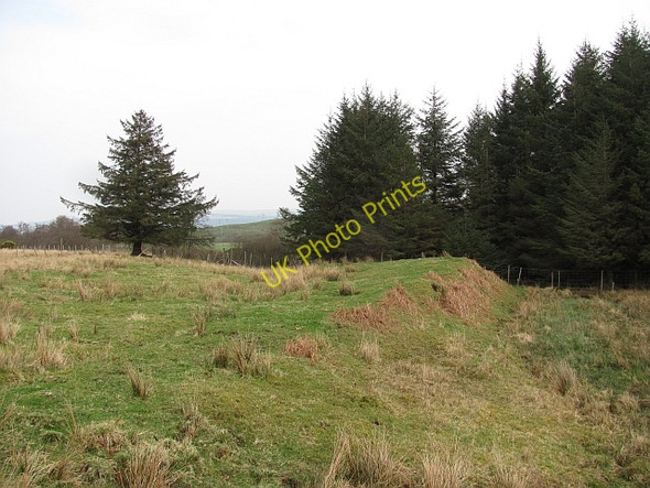 Photo 6"x4" Woodland edge, Glen Forsa Salen c2011