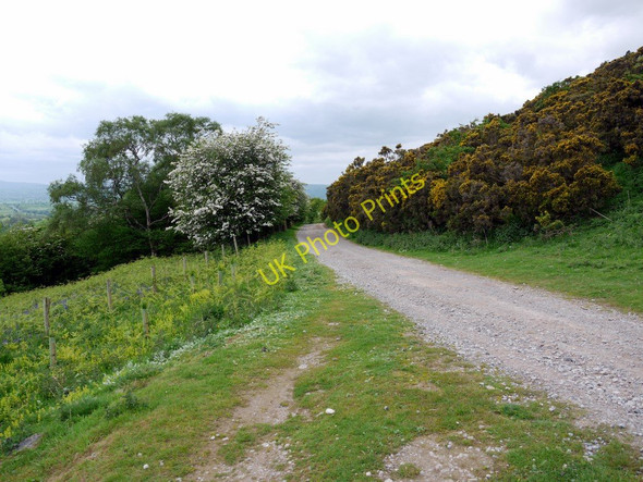 Photo 6"x4" Track below Spoonymire Hill Helbeck c2011