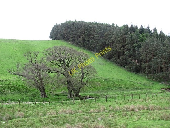 Photo 6"x4" Trees, Gatehopeknowe Burn Walkerburn c2011