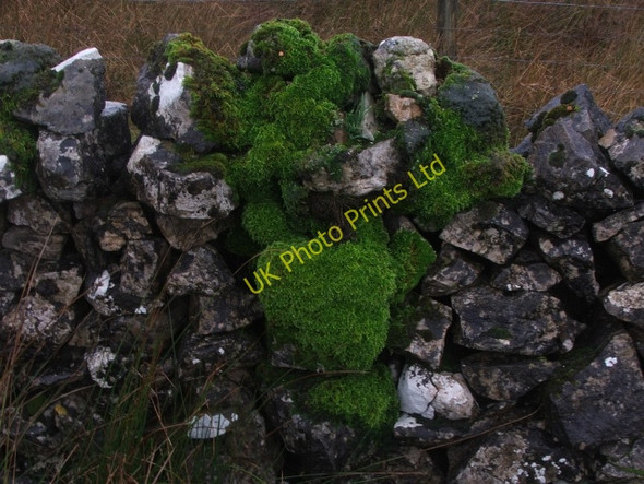 Photo 6"x4" Moss Growing on Drystone Wall. Beckermonds c2006