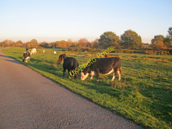 Photo 6"x4" Cattle grazing near Hancocks Lane Marl Bank c2010