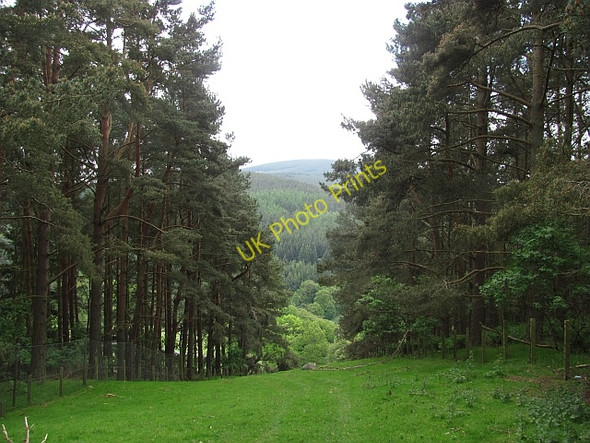 Photo 6"x4" Gap in woodland Holylee c2011