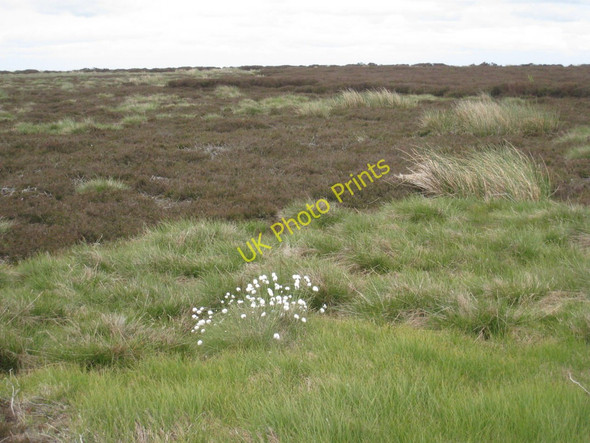 Photo 6"x4" Cotton Grass on Danby High Moor Danby High Moor c2011