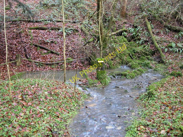 Photo 6"x4" Spring in Slade Bottom, St Briavels Mork c2006