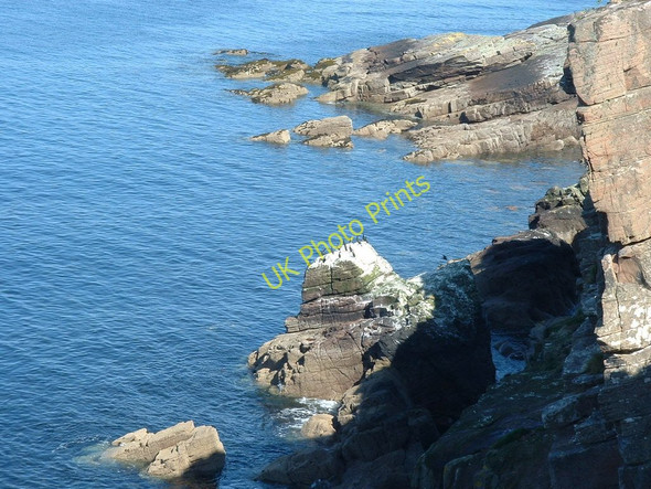 Photo 6"x4" Seabird roost at Lonbain Londain c2011