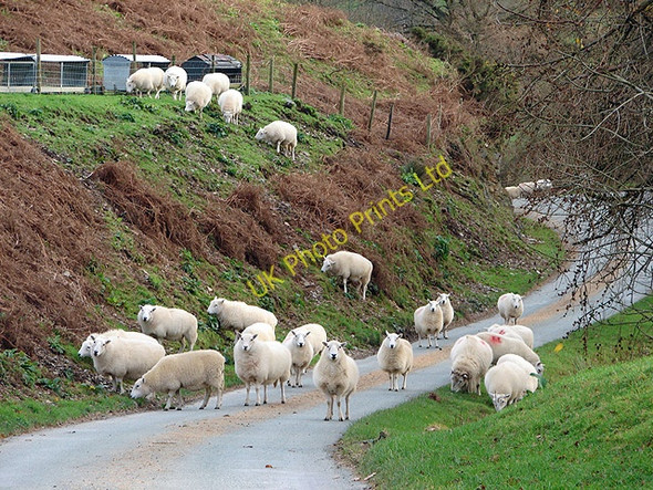 Photo 6"x4" Sheep at Pont y Geufron Tynyrwtra\/SN8885 c2006
