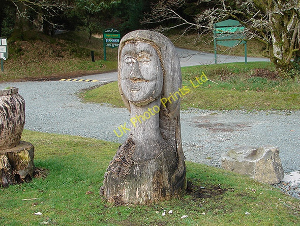 Photo 6"x4" Forest Art Tynyrwtra\/SN8885 c2006