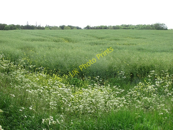Photo 6"x4" Oilseed rape, Bar Moor Bowsden c2011
