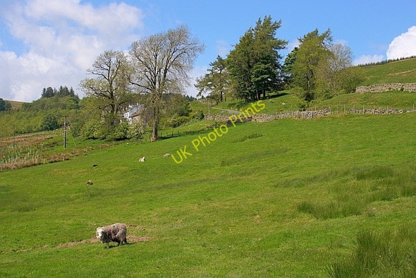 Photo 6"x4" Sheep Pasture near Green How Dockray\/NY3921 c2011
