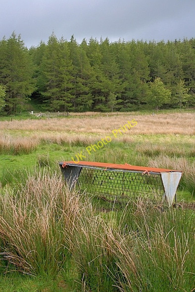 Photo 6"x4" Rough Pasture near Cockley Moor Dockray\/NY3921 c2011