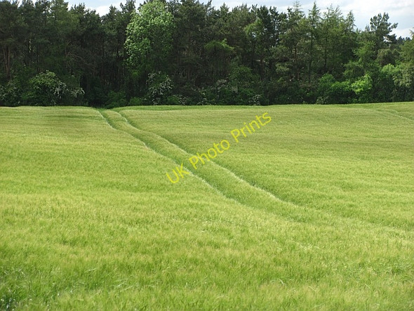 Photo 6"x4" Barley field Duddo c2011