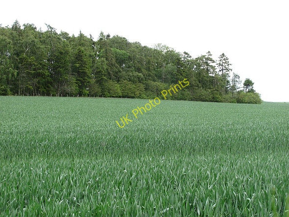 Photo 6"x4" Wheat field Felkington c2011