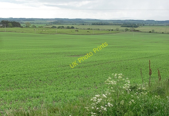 Photo 6"x4" Unthank Moor Scremerston c2011
