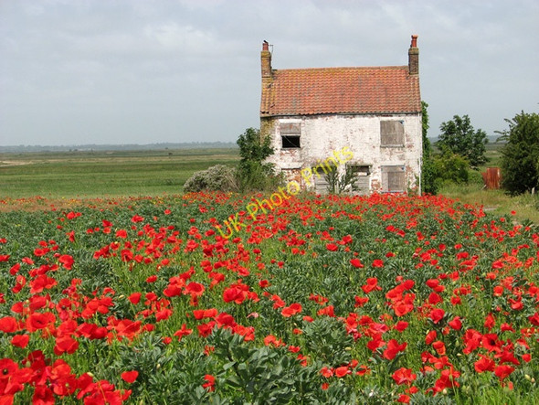 Photo 6"x4" Farm cottages in a field of poppies, Belton Bradwell\/TG5004 c2011