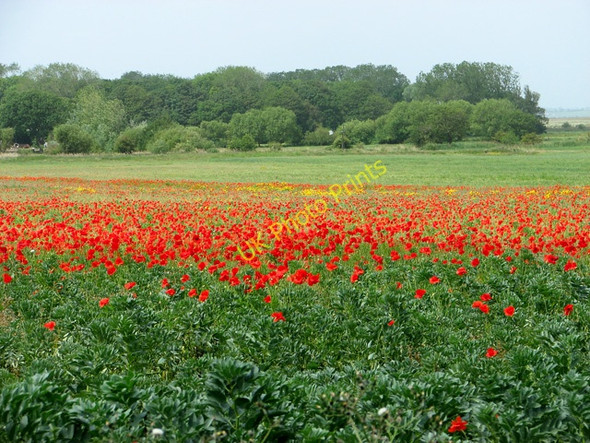 Photo 6"x4" Poppies in field above Burgh Castle Marshes Bradwell\/TG5004 c2011