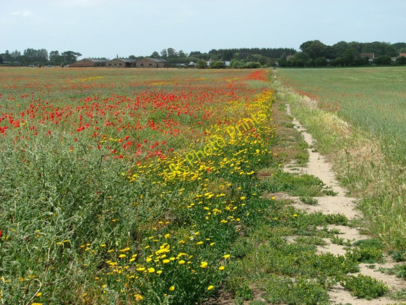 Photo 6"x4" Public footpath to Crow's Farm Bradwell\/TG5004 c2011