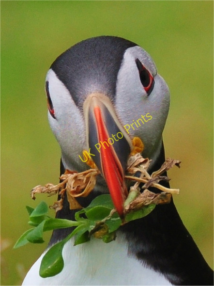 Photo 6"x4" Fratercula arctica Keel\/V3968 c2011