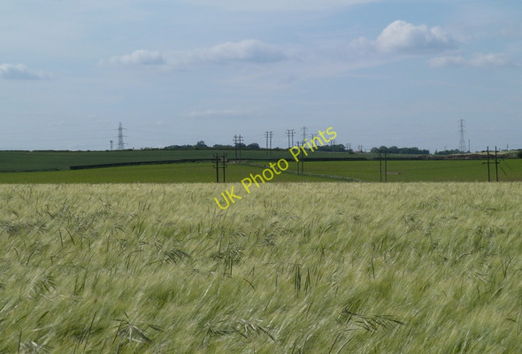 Photo 6"x4" Field of barley Bolsover c2011