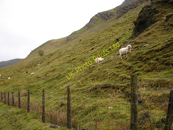 Photo 6"x4" Sheep on the slopes of Craig  y Fintan Afon Berwyn c2006