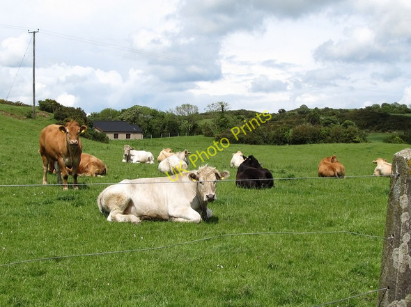 Photo 6"x4" Cattle at Carrownacaw Saul\/J5046 c2011