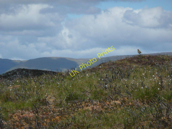 Photo 6"x4" Golden Plover and Am Buachaille Carn Pheigith c2011