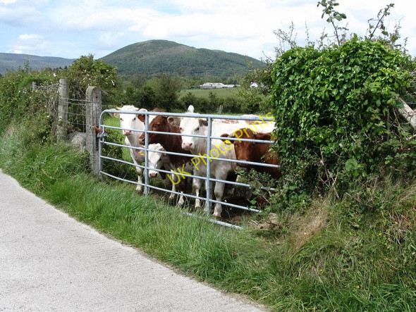 Photo 6"x4" Young cattle at Ballymagart Kilkeel c2011