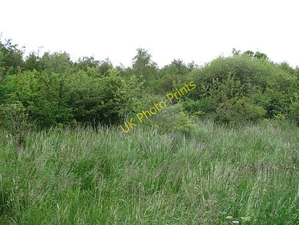 Photo 6"x4" Young woodland, Mossvale Road Craigend\/NS6566 c2011