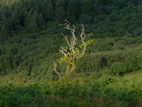 Photo 6"x4" Tree near Houndtor Bonehill\/SX7277 c2011