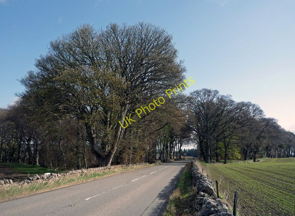 Photo 6"x4" Treebelt astride the Tore to Fortrose Road Tore c2011