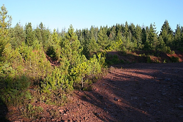 Photo 6"x4" Scots Pines Orton\/NJ3153 c2006