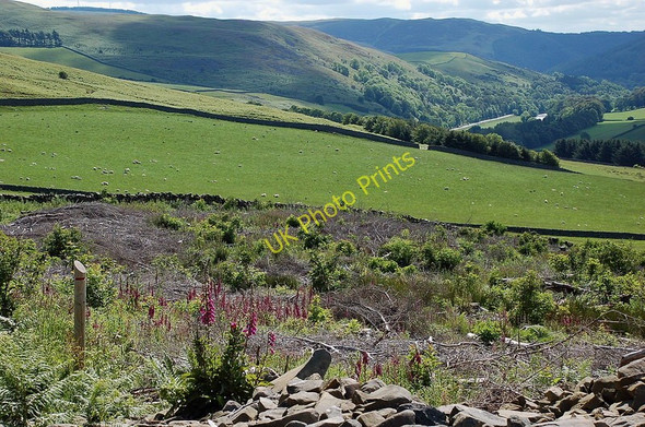 Photo 6"x4" Hill pasture by Thornielee Forest Thornielee c2011