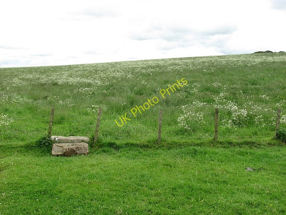 Photo 6"x4" A Clydesdale meadow Carstairs Junction c2011