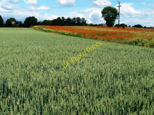 Photo 6"x4" Wheat and poppies Knottingley c2011