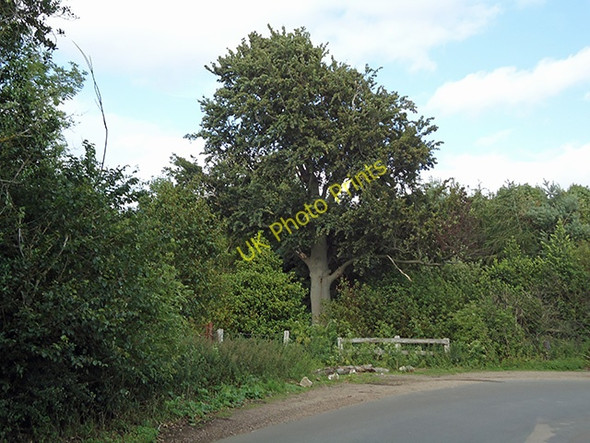 Photo 6"x4" Beech at the bend Lawford\/TM0931 c2011