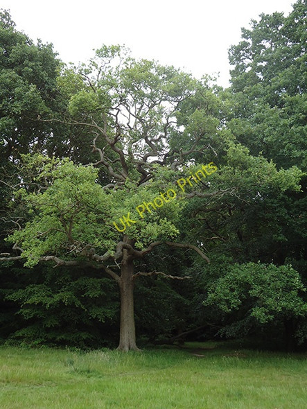 Photo 6"x4" Semi clad oak Loughton\/TQ4396 c2011