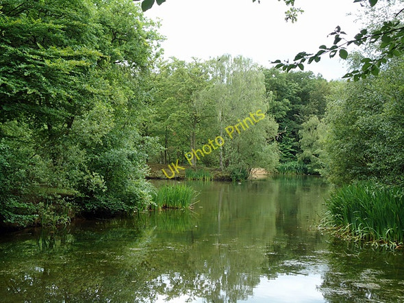 Photo 6"x4" Strawberry Hill Pond  Loughton\/TQ4396 c2011