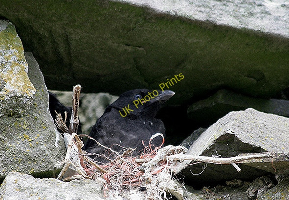 Photo 6"x4" A carrion crow's nest at South Cote Mowhaugh c2011
