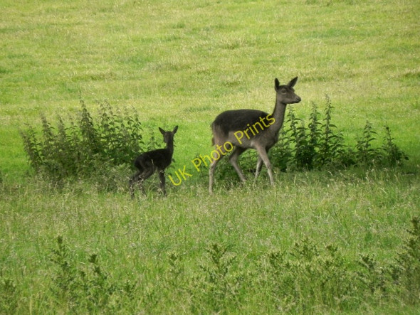 Photo 6"x4" Deer at Raby Castle Staindrop c2011