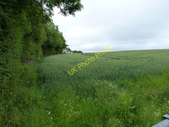 Photo 6"x4" Wheatfield at the side of East Broomhill plantation Pulverbatch c2011