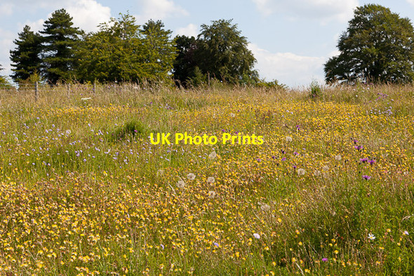Photo 6"x4" Wild Flowers upon Magdalen Hill Winchester c2011