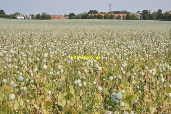 Photo 6"x4" Poppy field at Cholsey Cholsey c2011