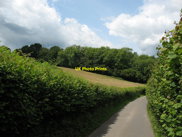 Photo 6"x4" View to Ligg's Wood Birchden c2011