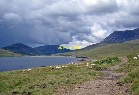Photo 6"x4" Cattle by the track Bualintur c2011
